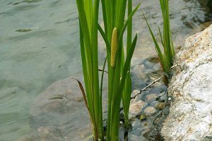 Аїр болотний – лікувальні властивості, застосування в побуті + відео