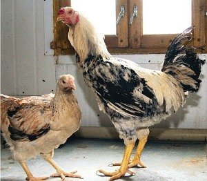 Куланги або дакан   кури бійці з поганим характером