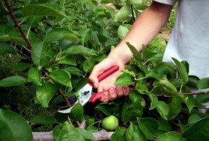 Обрізка яблунь навесні – в чому переваги і як проводити? + відео