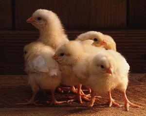 Чим небезпечний розкльовування у курей або як уникнути канібалізму?