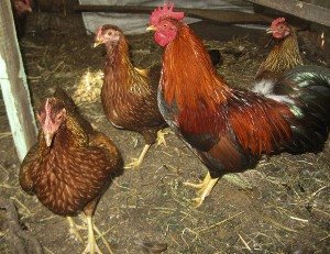 Універсальна порода курей Вельзумер: боєць, несучка та мясна тушка