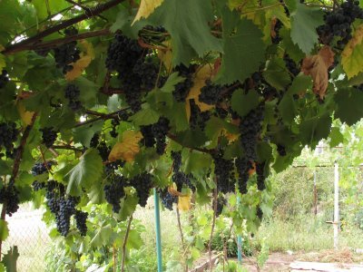 Виноград Серпня: опис сорту, характеристики, хвороби і шкідники, фото
