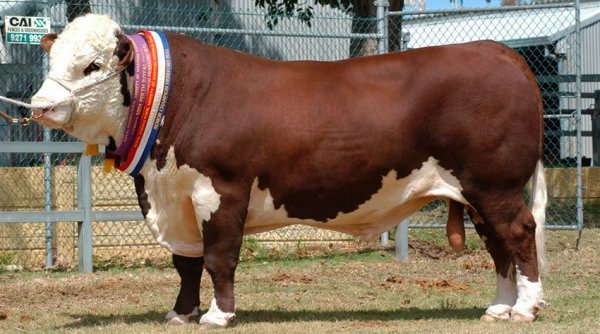 Герефордська порода корів: характеристика, історія, харчування, утримання і фото