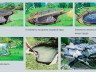 Як створюються водоймища в ландшафтному дизайні? + відео