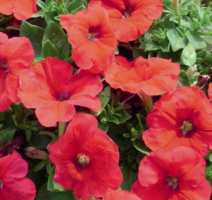 Квіти петунії – посів та догляд для нормального росту рослин + відео