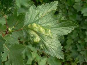 Обробка смородини навесні – чим обприскувати кущі? + відео