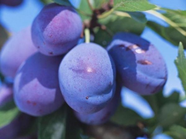 Слива Стенлі (Стенлі): опис крупноплідного, зимостійкого сорту і фото
