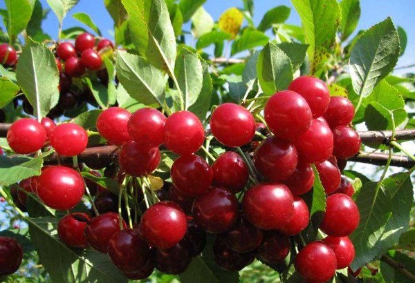 Великоплідна і солодка вишня Живиця порадує регулярним урожаєм