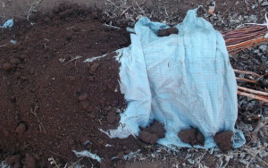 Як підготувати малину до зими – підготовка малини до сильних морозів + Відео