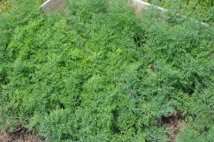 Вирощування петрушки у відкритому грунті – зелень до столу + відео