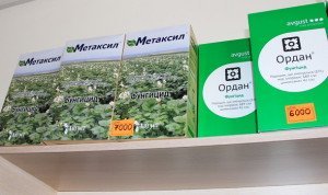 Боротьба з бурянами на картоплі – вибір ефективного методу + відео