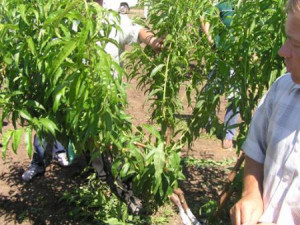 Обрізка персика навесні: схема і нюанси щодо проведення робіт + відео