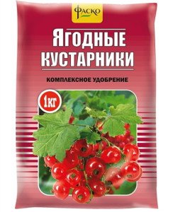Червона смородина – посадка й догляд за всіма правилами + Відео
