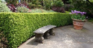 Як оформляється живопліт з ялівцю і хвойних? + відео Як оформляється живопліт з ялівцю і хвойних? + відео