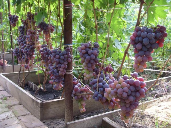 Виноград Низина: опис садового сорту, докладні характеристики і фото