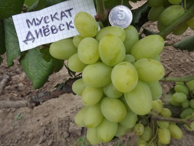 Виноград Мускат диевский: опис сорту, зовнішність ягоди, характеристики і фото