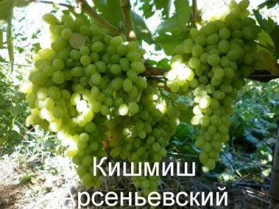 Виноград Арсеніївська: опис сорту і фото, історія селекції та характеристики