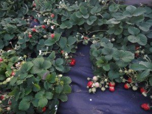 Вирощування суниці у відкритому грунті – ази для новачків + відео