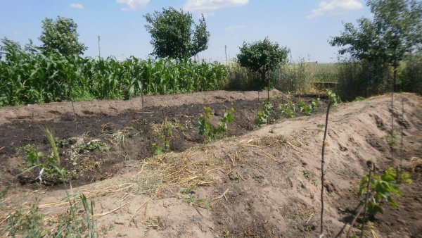 Виноград Гурзуфський рожевий: опис сорту, історія селекциии, хвороби і шкідники, фото