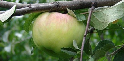 Яблуня Богатир: опис, фото, правила посадки та догляду