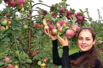 Яблуня Орлик: опис та фото сорту, боротьба з шкідниками і хворобами
