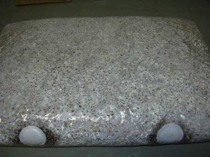 Вирощування шампіньйонів у відкритому ґрунті – все найкраще на город + відео