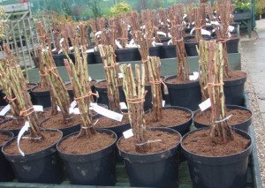 Догляд за малиною навесні – чим підгодовувати, обробляти кущі? + відео