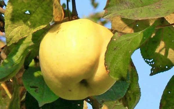 Знайшли вічне життя в народі яблука сорту Бабусине
