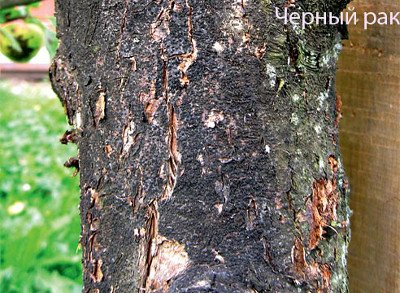 Любава   приголомшливий смак і солодкий аромат яблук