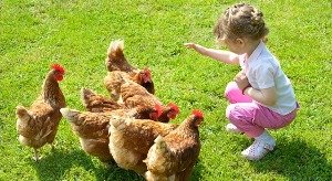 Кури породи Червона і Чорна Зірка дадуть багато яєць для домашнього господарства