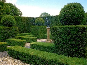 Жива огорожа на дачі – основи обрізки та стрижки + Відео