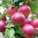 Зимостійка вишня Волочаєвкою: опис сорту та фото