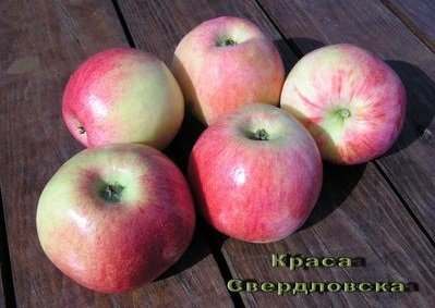 Яблуня Краса Свердловська   не принесе вам клопоту