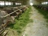 Як побудувати сарай для биків – зводимо будинок для великої худоби + Відео