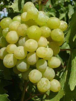 Виноград Галбена Ноу (Золотинка): опис сорту, фото і боротьба з шкідниками
