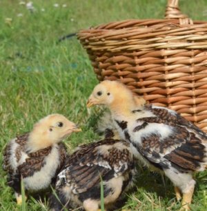 Особливості індійських бійцівських курей