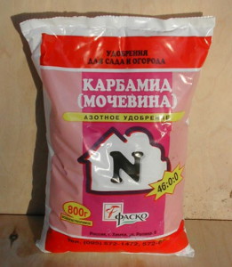 Підживлення смородини восени – правила внесення добрив + Відео