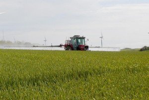 Позакореневе підживлення пшениці карбамідом та іншими добривами + Відео Позакореневе підживлення пшениці карбамідом та іншими добривами + Відео