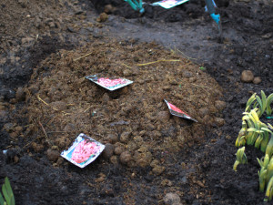 Весняна підгодівля троянд – хороша традиція садівника + відео Весняна підгодівля троянд – хороша традиція садівника + відео