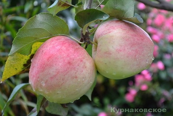 Сорт стійкий до парші яблуні Курнаковское