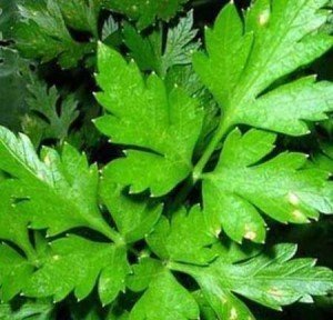 Вирощування петрушки у відкритому грунті – зелень до столу + відео