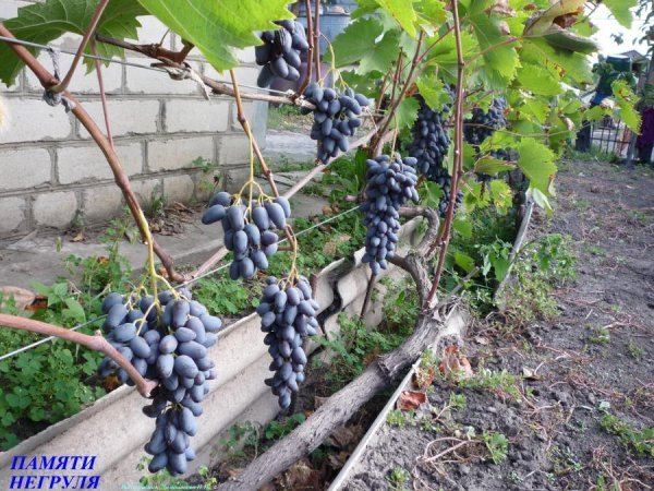 Виноград Памяті Негруля: опис сорту і фото, хвороби і важливі характеристики