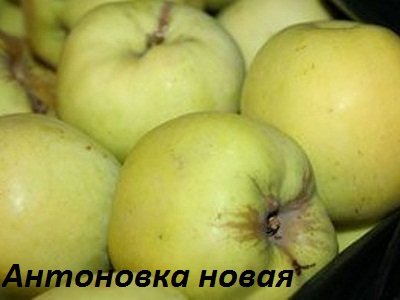 Знайшли вічне життя в народі яблука сорту Бабусине