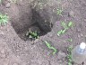 Як посадити виноградник своїми руками на дачі? + відео
