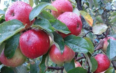 Регулярний урожай і довгі строки зберігання яблук сорту Антей