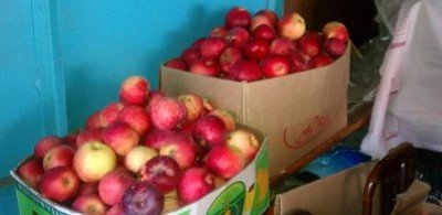 Перше місце на міжнародній виставці займала яблуня Апорт