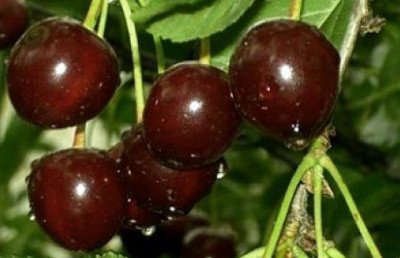 Популярний сорт вишні Шоколадниця   опис, історія селекції, фото