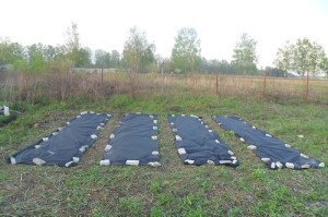 Плівка від бурянів або як не розпрощатися з урожаєм? + Відео