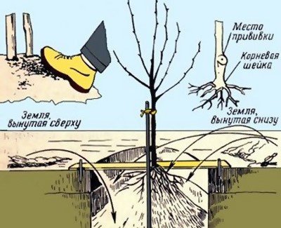 Невибаглива і морозостійка яблуня Аніс Червоний