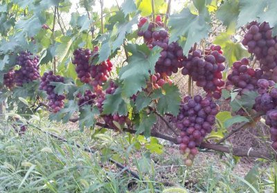 Виноград Низина: опис садового сорту, докладні характеристики і фото